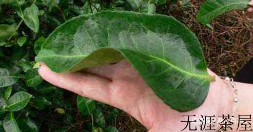 永春佛手茶的品质特征有哪些？永春佛手茶简介