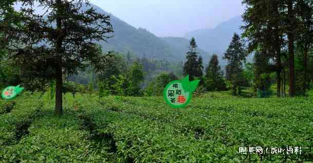 什么是高山茶