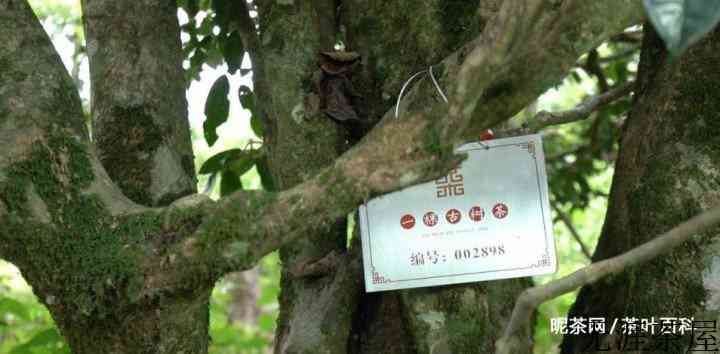 古树茶台地茶区别