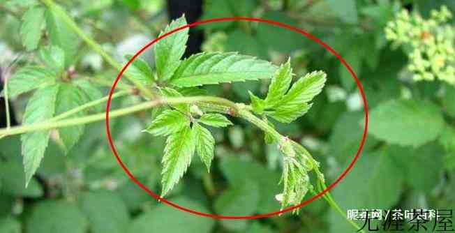 绞股蓝茶的功效与作用