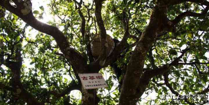 古树纯料茶是什么
