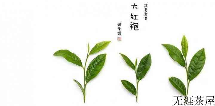 凤凰单丛是什么茶