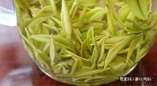 安吉白茶与黄金芽的区别