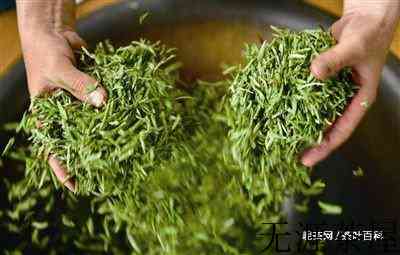 黄山毛峰的制作过程