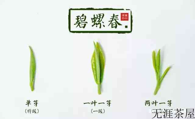 碧螺春的制作工艺图片