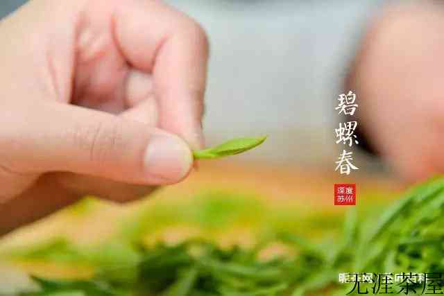 碧螺春的制作工艺图片