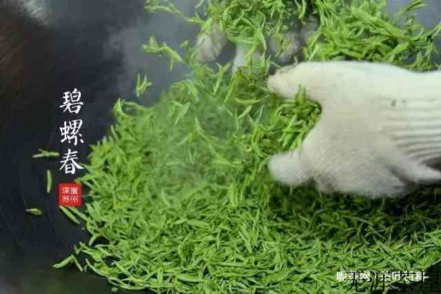 碧螺春的制作工艺图片