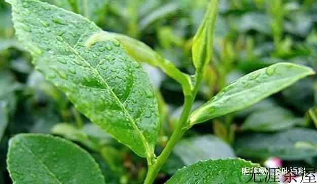 台湾金萱乌龙茶的特点是什么