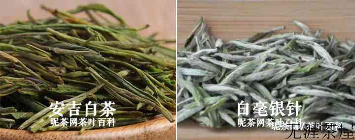 安吉白茶与福鼎白茶有什么区别