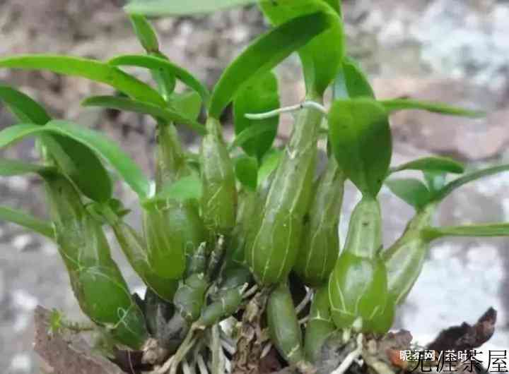 霍山石斛是什么东西，产地在哪儿