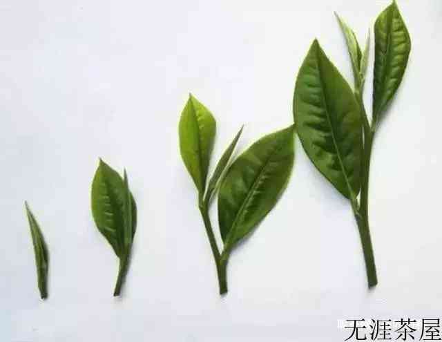 茶叶有梗还是好茶吗
