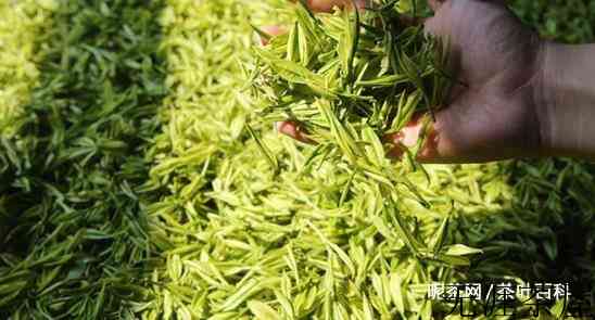 黄金芽茶叶是什么茶，黄金芽的介绍