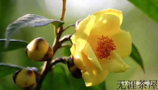 金花茶是什么茶，属于什么类别植物