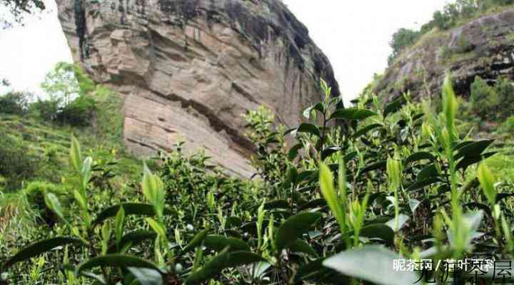 茶叶的丛味究竟是什么味道