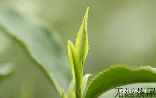 怎么选择适一款适合自己的茶