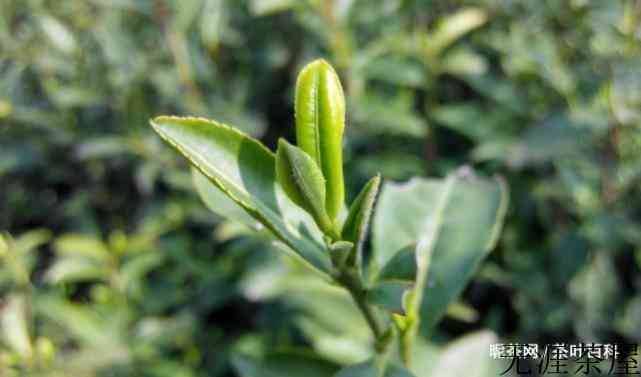 茶树的生长过程和周期