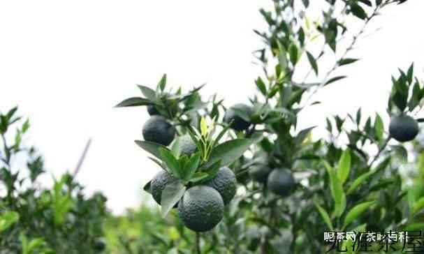 小青柑外层的白霜是怎么形成的