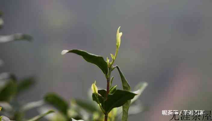 茶叶中的茶多酚是什么