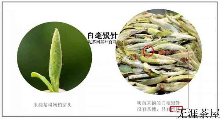 白毫银针、白牡丹、寿眉三者间的区别是什么