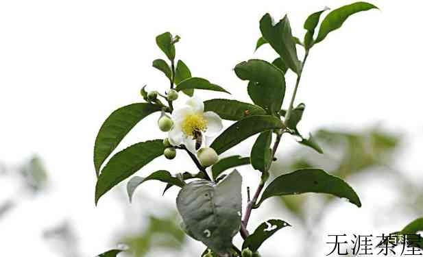 茶树花什么时候开花