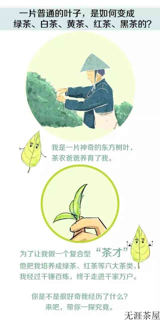 茶叶是怎么制作出来的