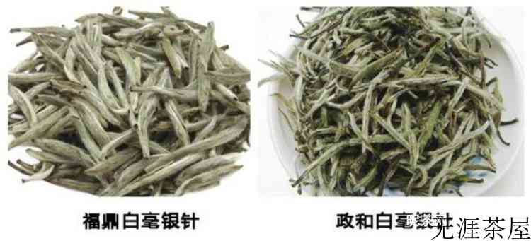政和白茶为什么不出名