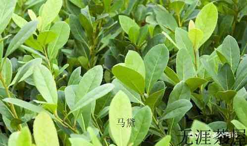 马黛茶是什么植物做的，什么味道