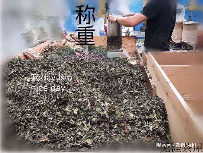 白茶压饼过程，制作工艺全图解