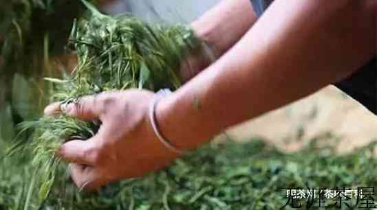 新工艺白茶的制作工序是怎样的