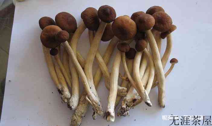 茶树菇的功效与作用