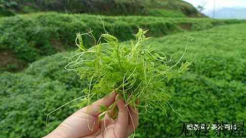 各类花草茶的功效与作用，女士养生花茶大全
