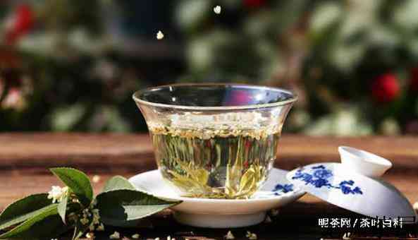 过敏可以喝桂花茶吗