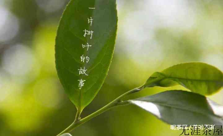 关于茶叶的电影有哪些