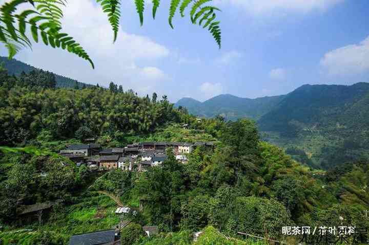 易武茶区的普洱茶怎么样，有哪些特点