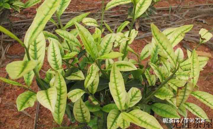 安吉白茶与白茶有什么关系？