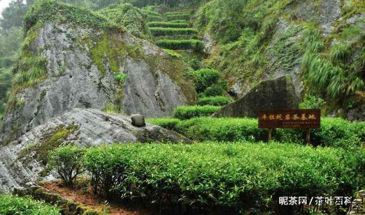 岩茶百科，武夷肉桂都有哪些品种