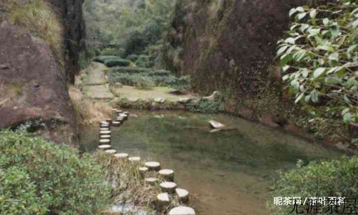 岩茶百科，武夷肉桂都有哪些品种