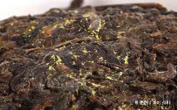 传统安化黑茶的发酵过程