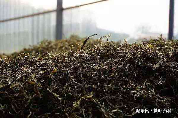 传统安化黑茶的发酵过程
