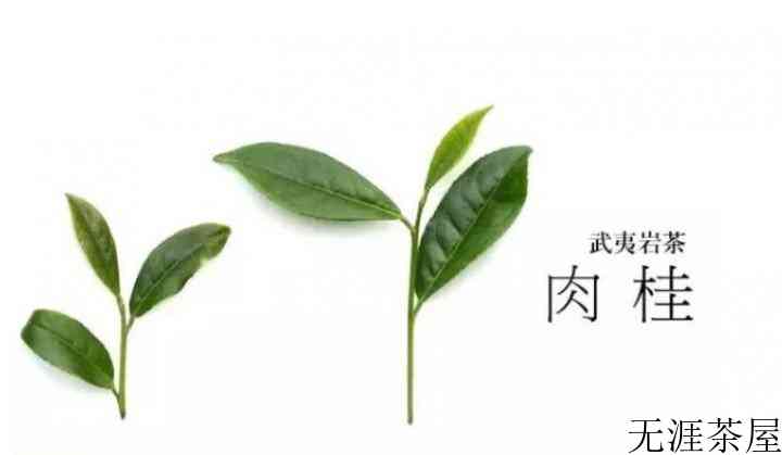 都说香不过肉桂，那么武夷肉桂茶的品质到底如何