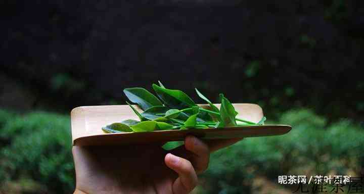 一片茶叶中到底有哪些物质