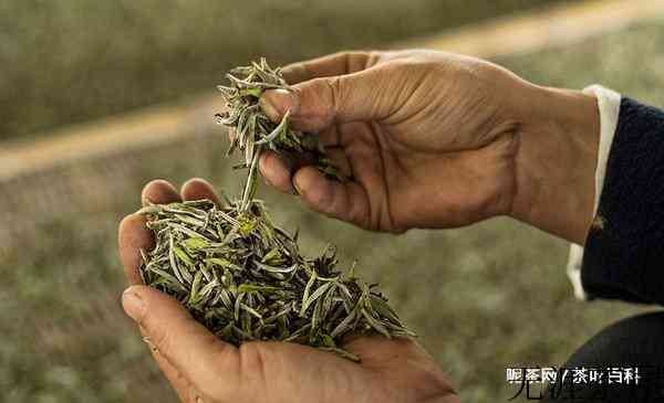白毫银针和寿眉有什么区别？