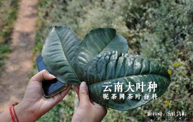 购买普洱茶，教你少花冤枉钱喝好茶！