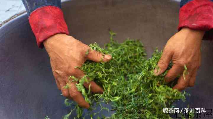 普洱生茶和绿茶有哪些区别？