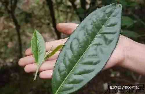 普洱生茶和绿茶有哪些区别？