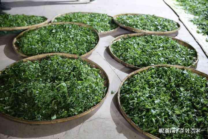 普洱茶的纯料和拼配该怎么选择？