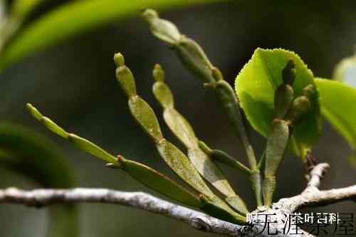 古茶树上的怪物，螃蟹脚