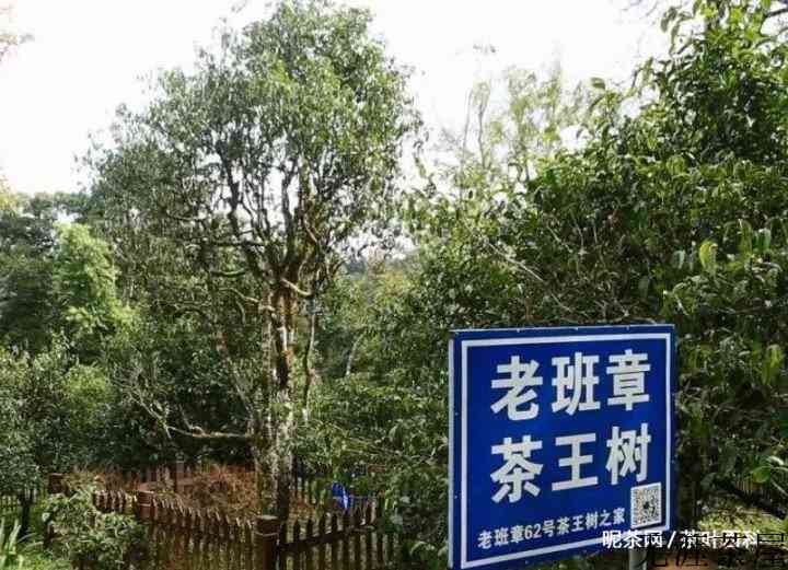 老班章茶的特点及辨别方法