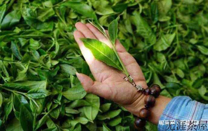 普洱茶收藏，生茶好还是熟茶好？