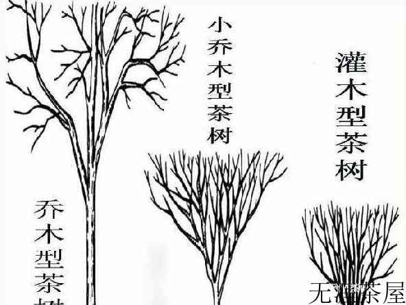 普洱茶收藏，生茶好还是熟茶好？